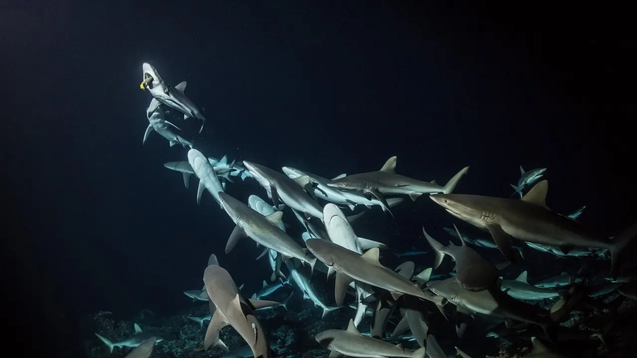 Play 700 Sharks