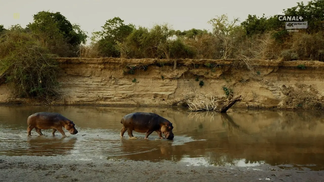 Play Hippo King