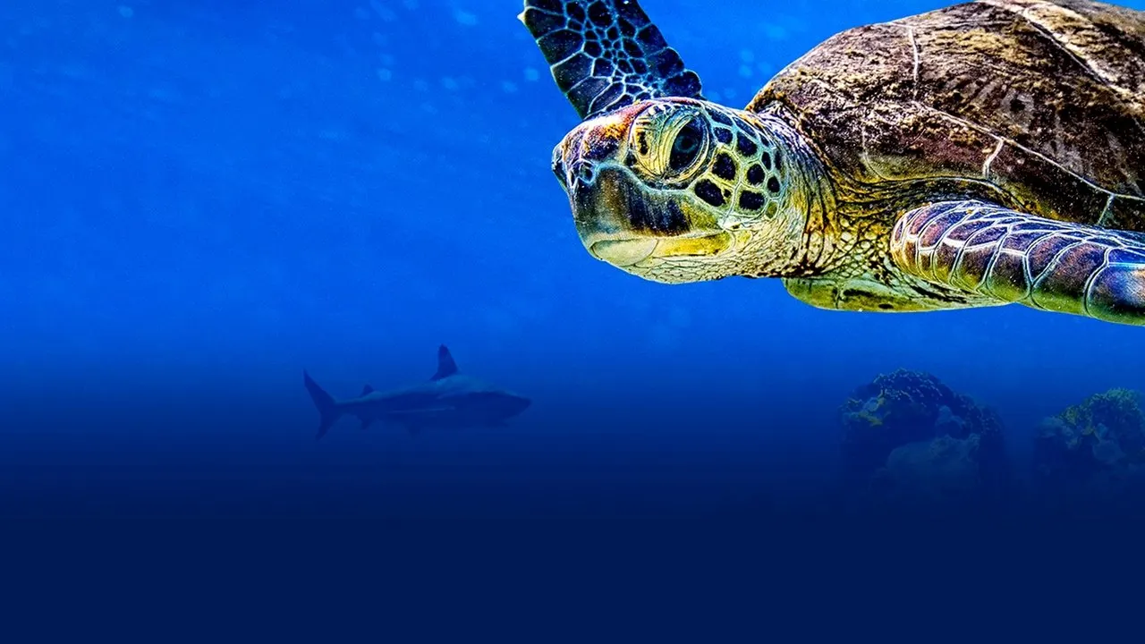 Play Turtle Odyssey