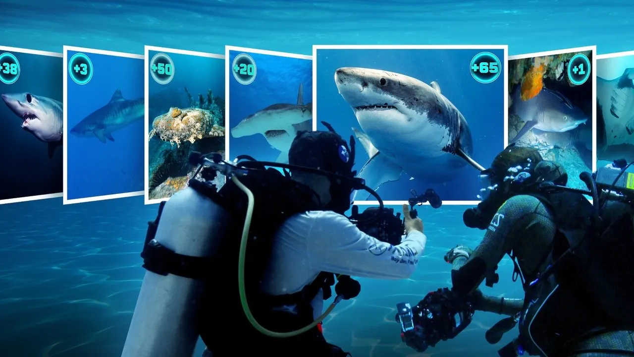 Play All the Sharks